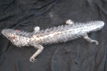 reptiles image 3